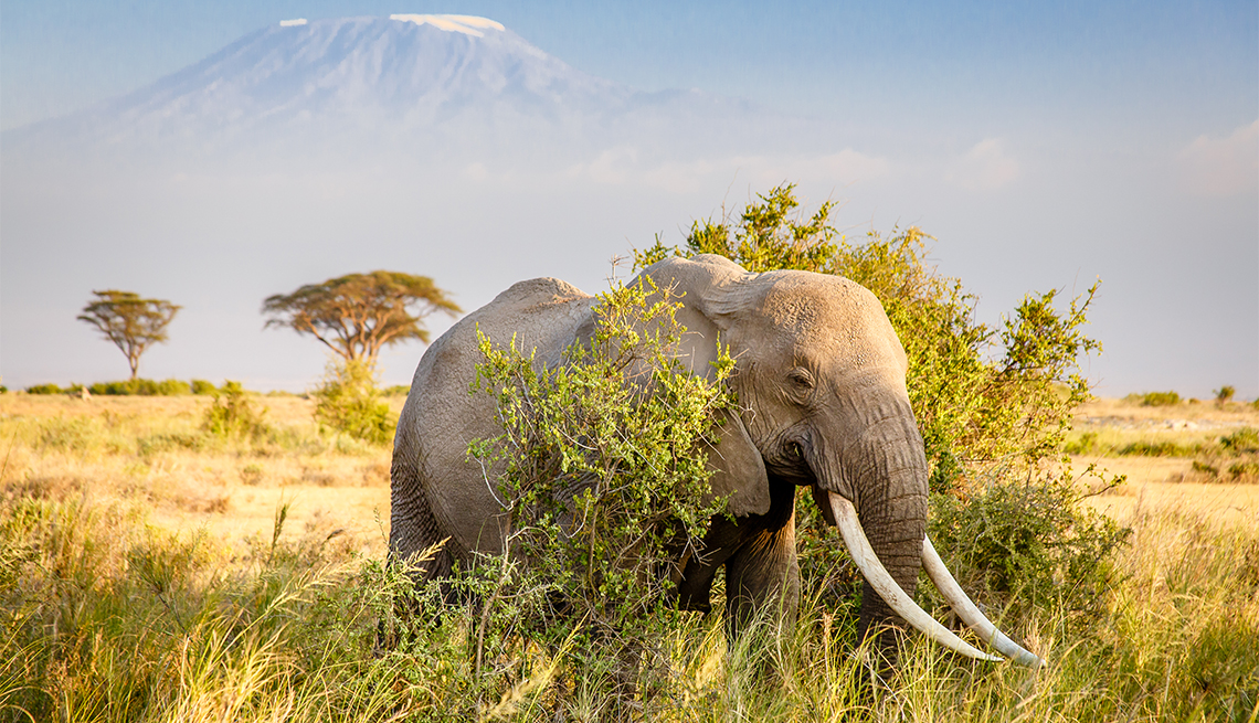 A bull African Bush Elephant with Mount Kilimanjaro in the distance