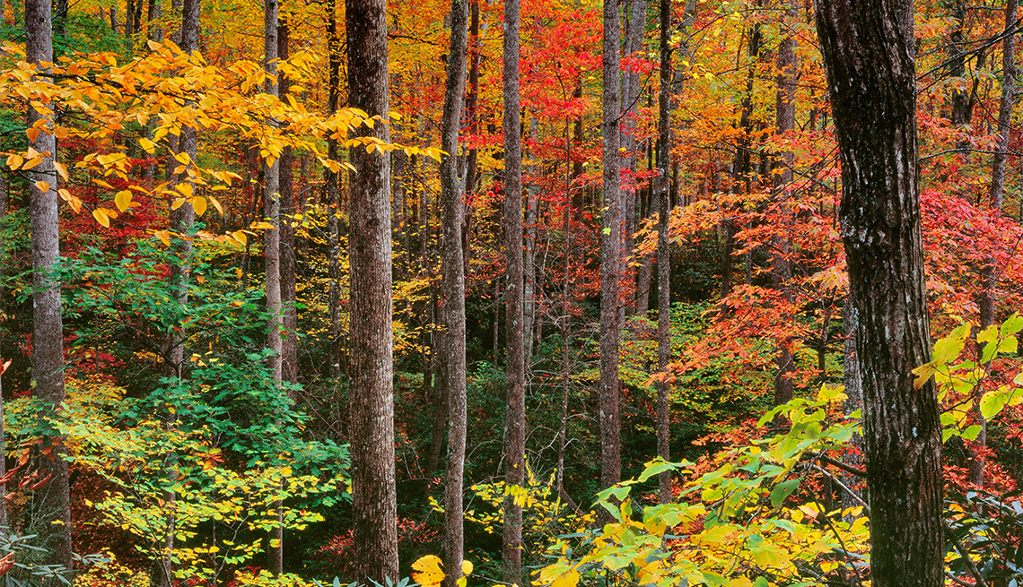 item 4 of Gallery image - Autumn Colors, Cradle of Forestry, Pisgah National Forest, North Carolina