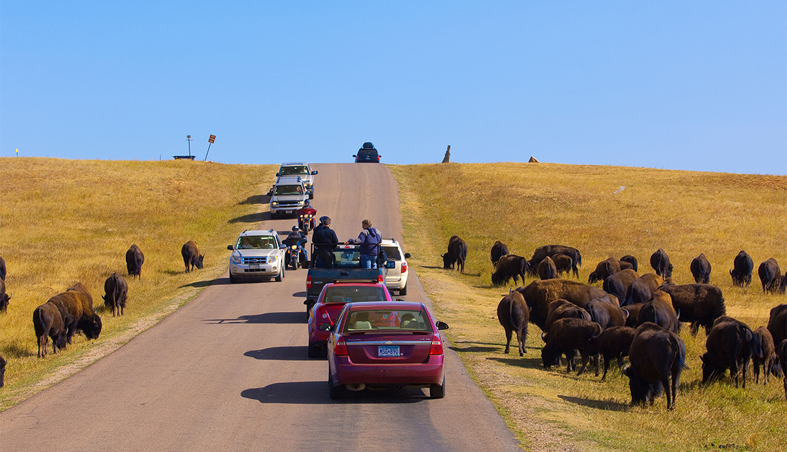 Tourists passing American bison (American buffalo) on the Wildlife Loop Road at Custer State Park