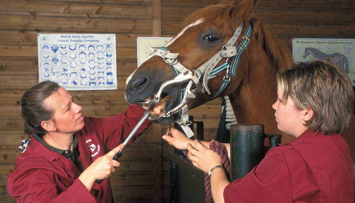 9 trabajos inusuales, pero bien pagados - Dentista de caballos