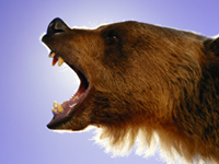 Bear eats stock market what to do with savings.