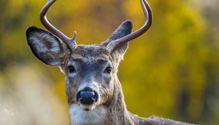 close up of a male white tailed deer in autumn The risk of hitting a deer with your car goes up in November.
