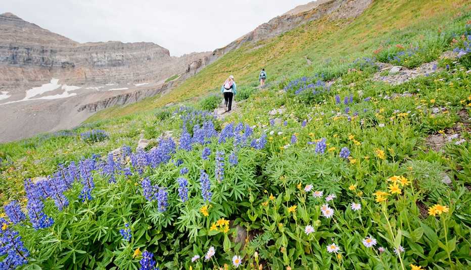 two people hiking up a mountain filled with purple, yellow and white flowers