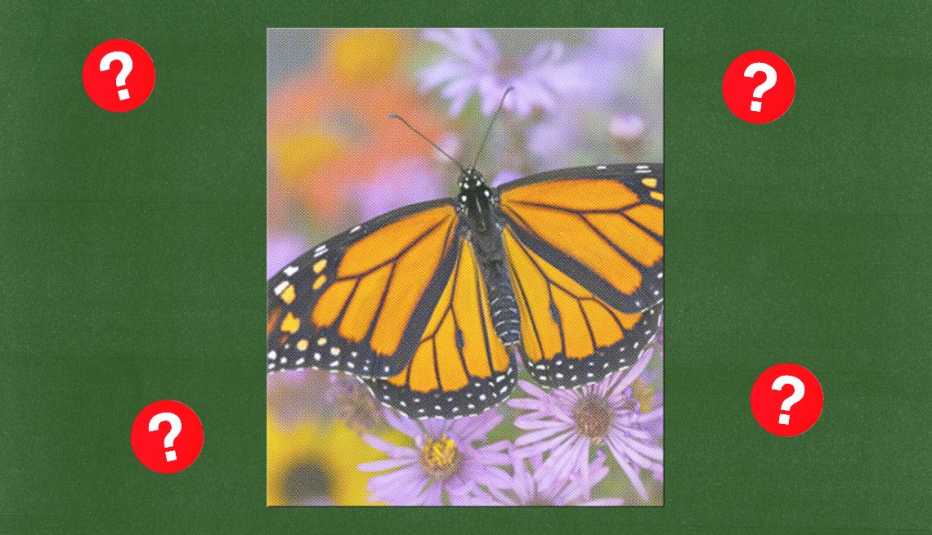 a butterfly