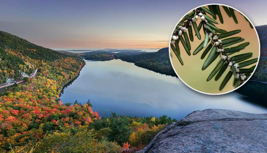 Pond surrounded by all different colored trees; Inset photo on right of branches of hemlock trees