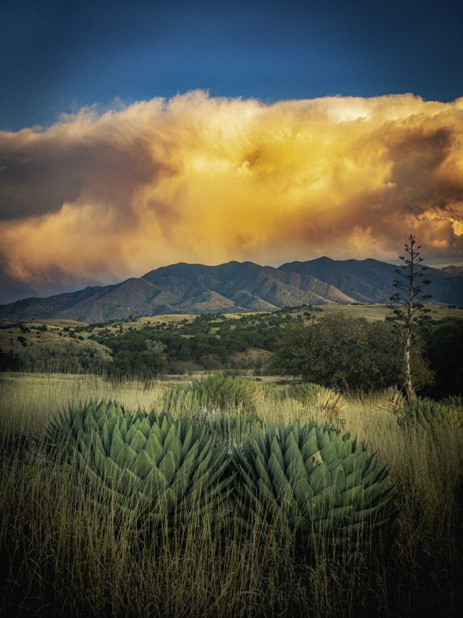 agaves with huachuca mountain range