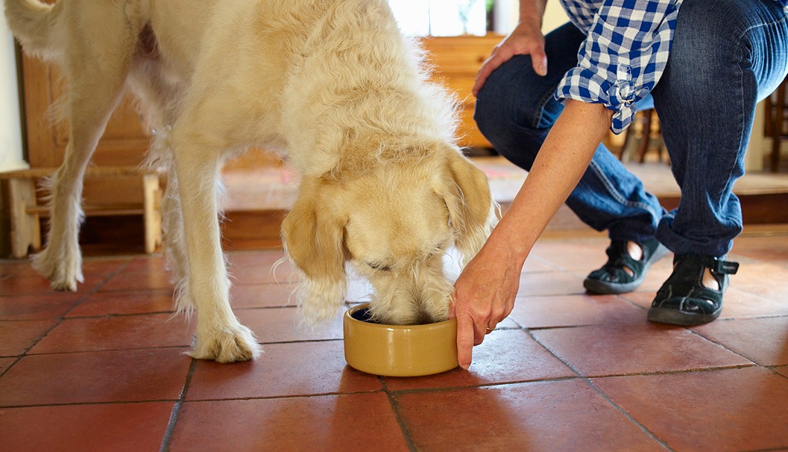 dog eating dog food from a dish dog eating dog food from a dish