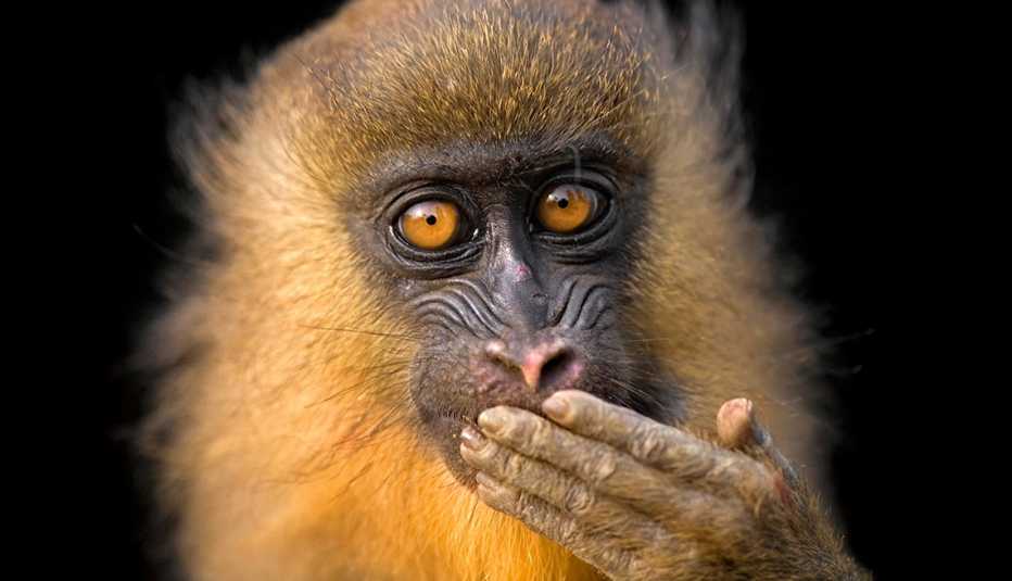 A portrait of a captive juvenile mandrill, Mandrillus sphinx.   National Geographic Photo Ark