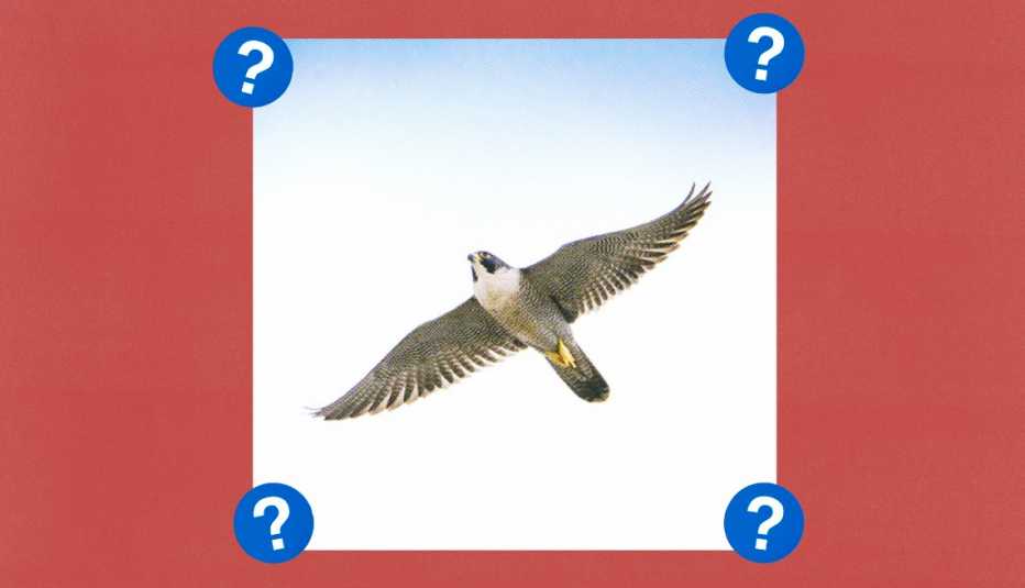 Peregrine falcon in air; surrounded by blue circles with question marks in them