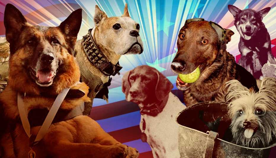 a collage of dogs