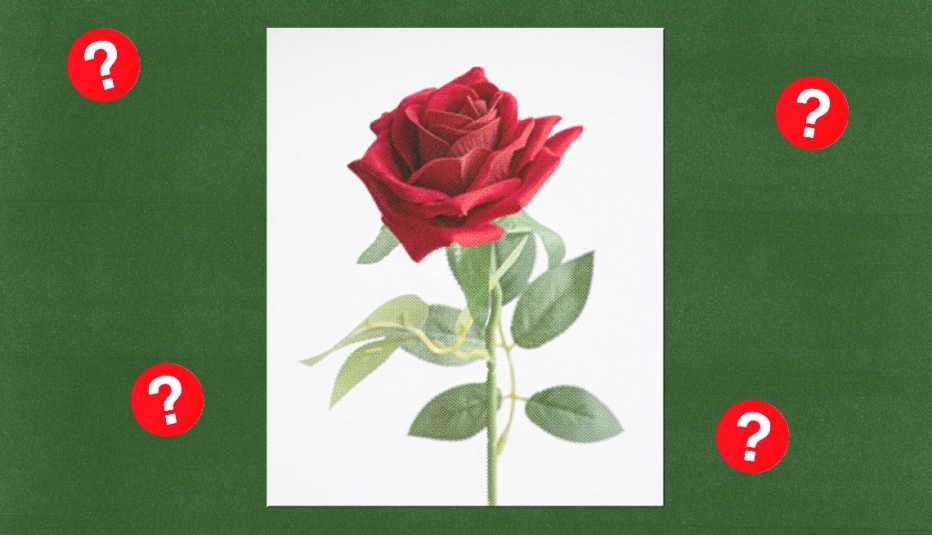 a red rose