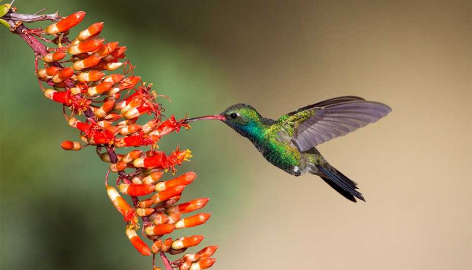 Broad-billed Hummingbird Broad-billed Hummingbird