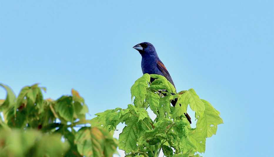 Blue Grosbeak