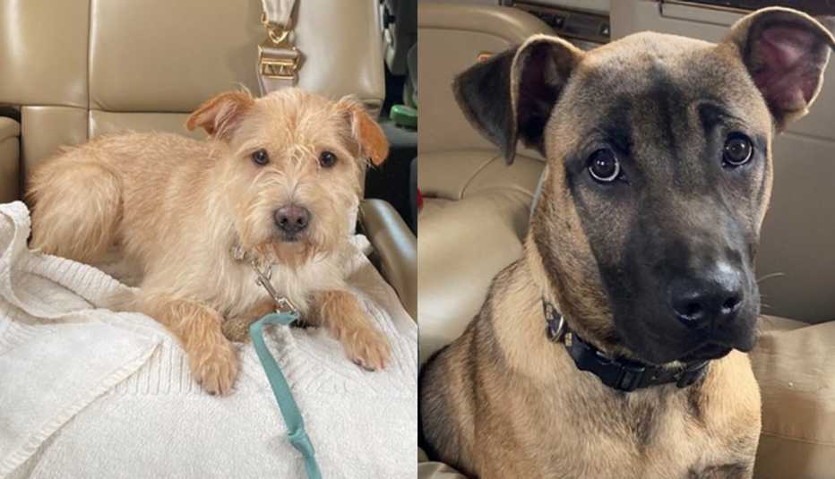 The two rescue dogs adopted by actress Linda Lavin