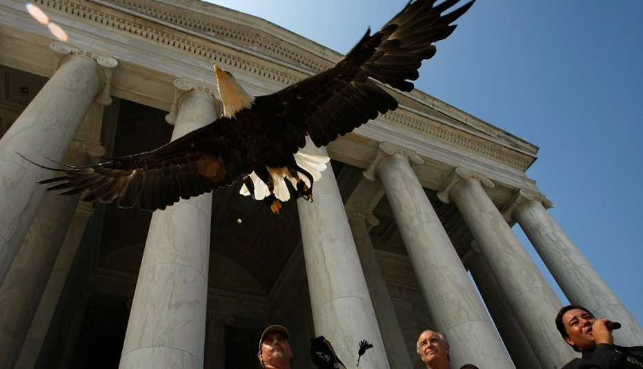A bald eagle