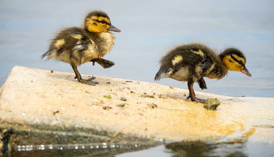 Ducklings walk along a makeshift duck ramp in the Capitol reflecting pool