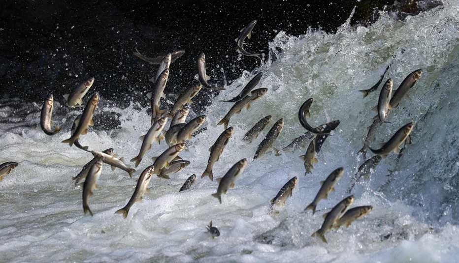 pearl mullets swimming and jumping in a lake basin