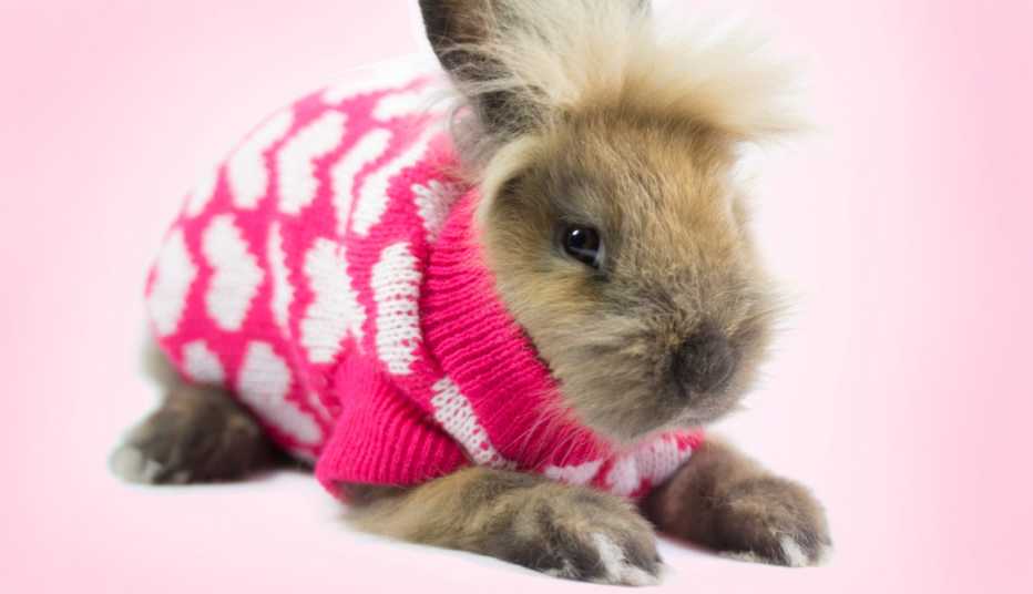 a pet rabbit wearing a sweater with hearts on it