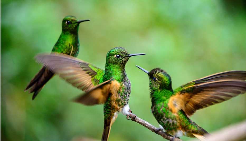 Humming birds in the Cocora Valley near Salento in Colombia