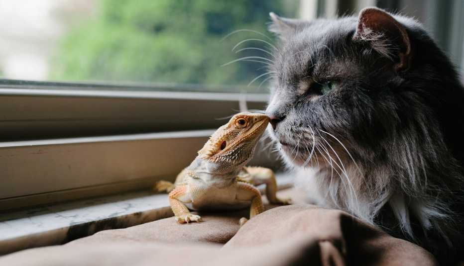 a lizard and a cat