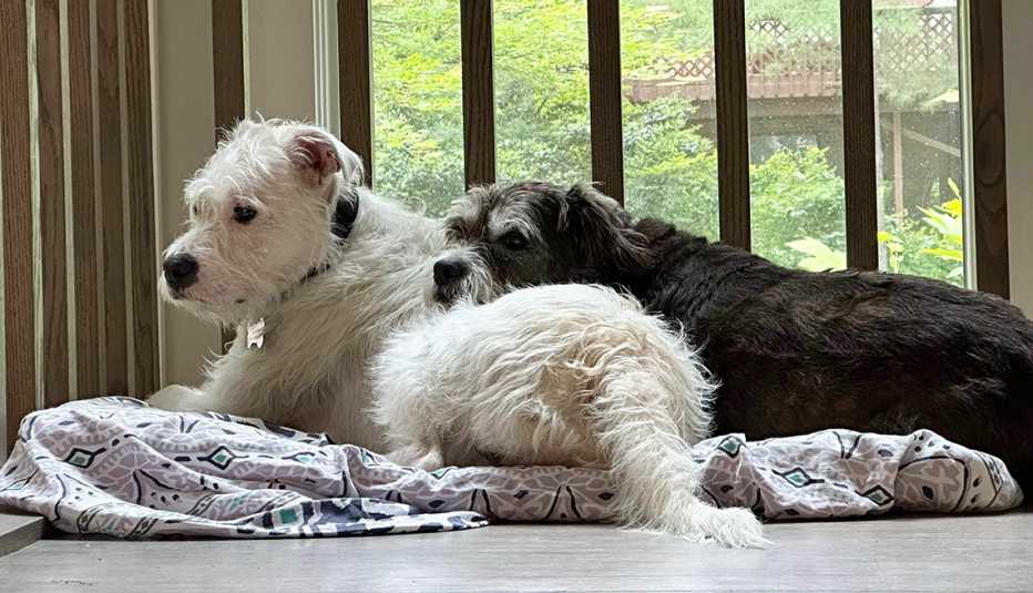 two dogs on a deck