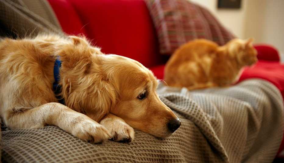 Dog and cat sitting on a couch, looking sad