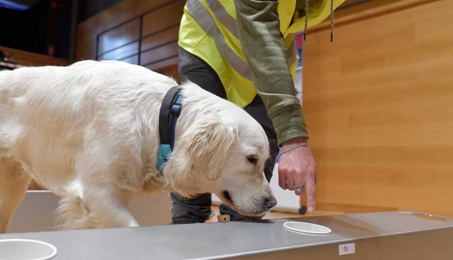 Dog sniffing the used masks on January 18, 2021 in Bolzano, Italy. 