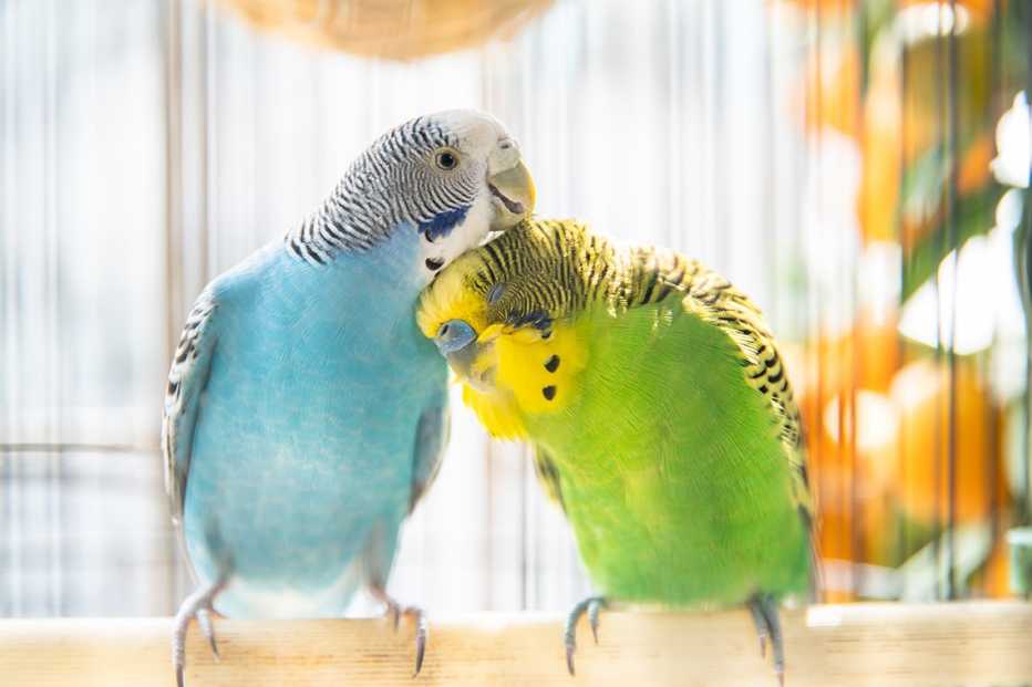 exotic pets two budgies preening