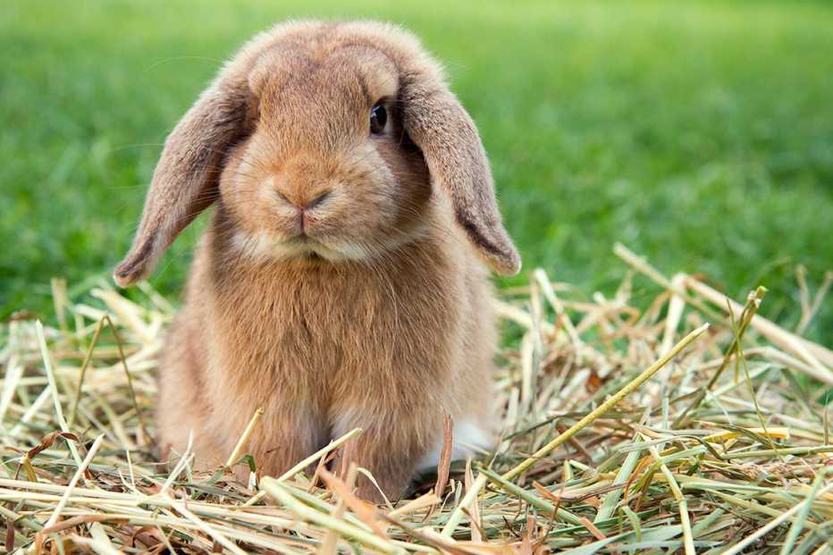 exotic pets a dwarf rabbit in a green meadow