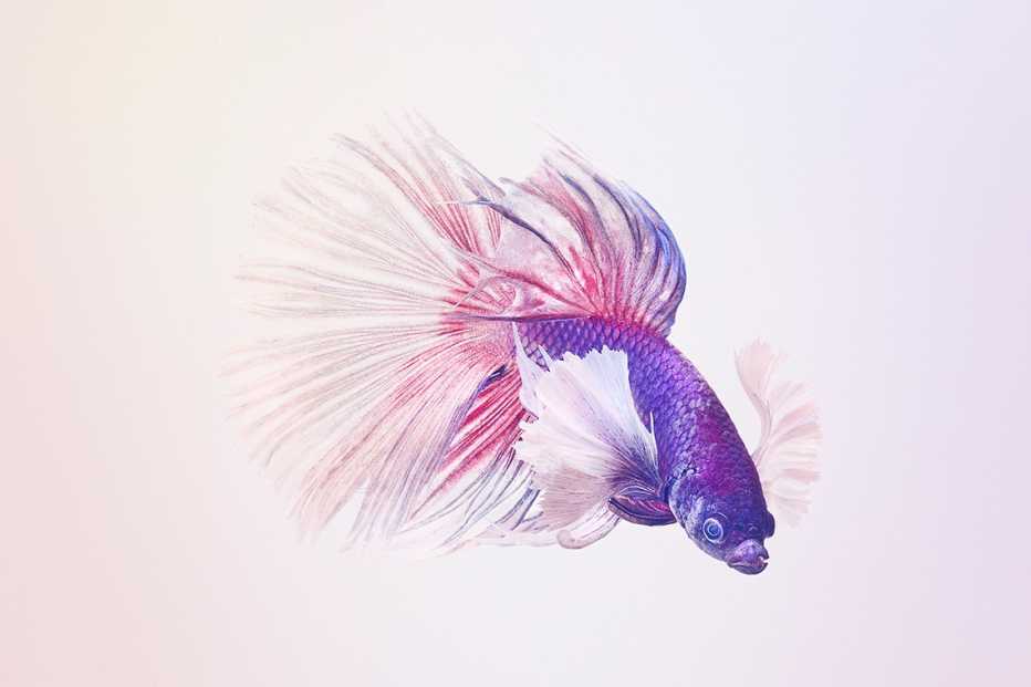 a purple fighting fish