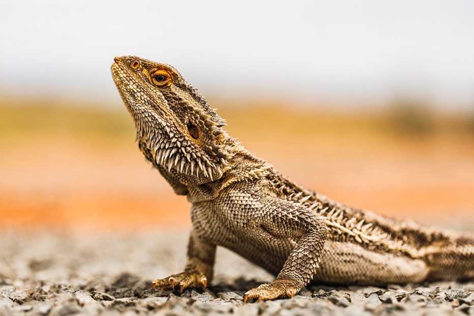 a bearded dragon in the sun