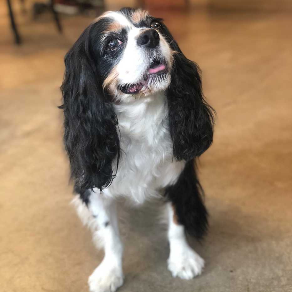 cute king charles spaniel looks at the camera