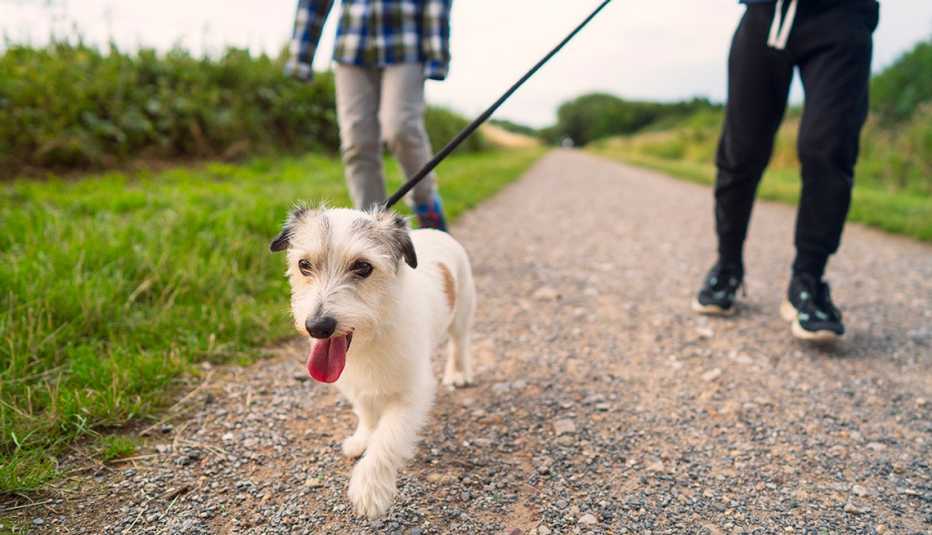 Low angle view of a small dog being walked by two young brothers in a park.