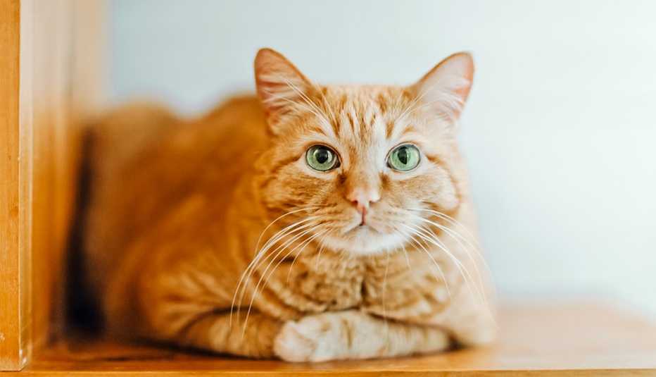 cat sitting on a perch