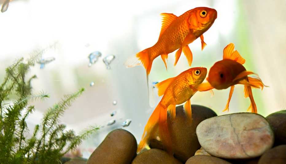 gold fish in a tank