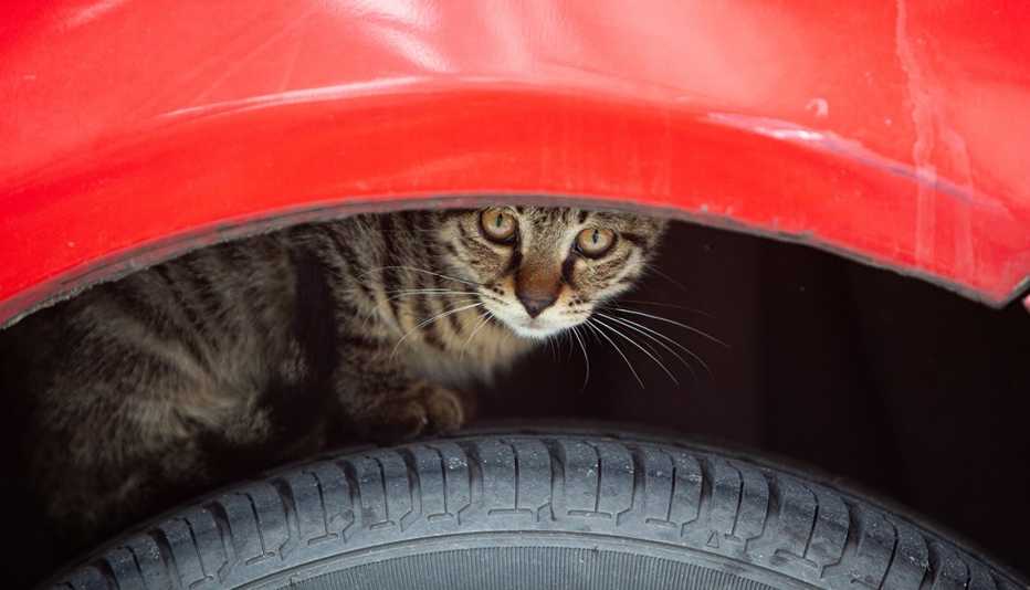 a cat hiding in the wheel well of a car