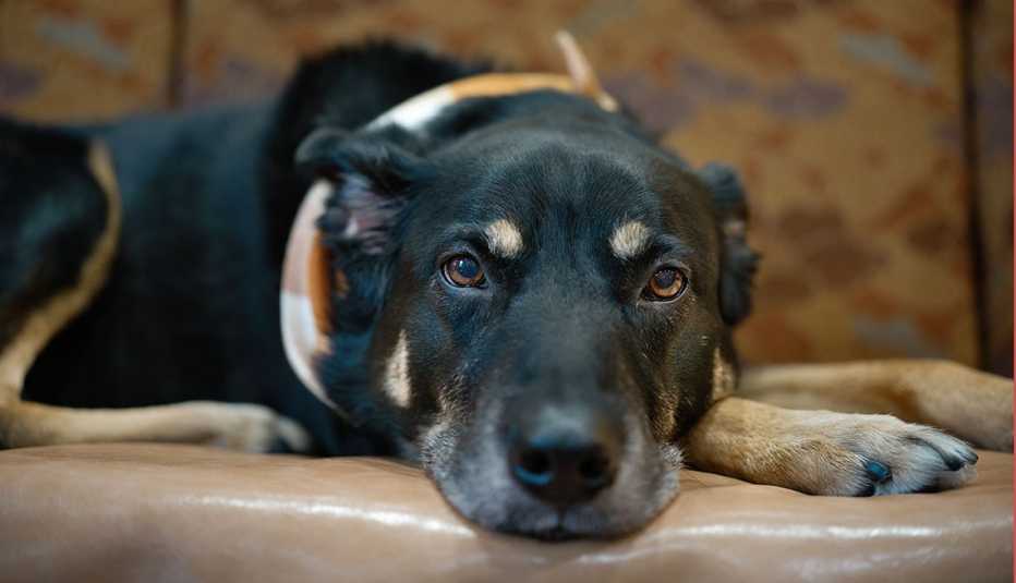 Scout laying on a couch