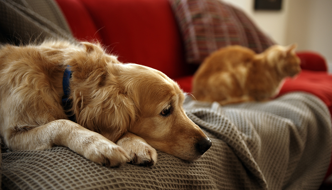 Dog and cat sitting on a couch, looking sad