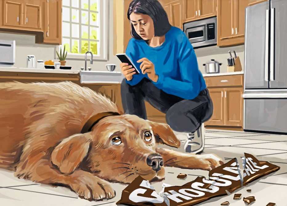 dog lying on floor in front of empty chocolate bar wrapper with owner crouched above calling emergency help