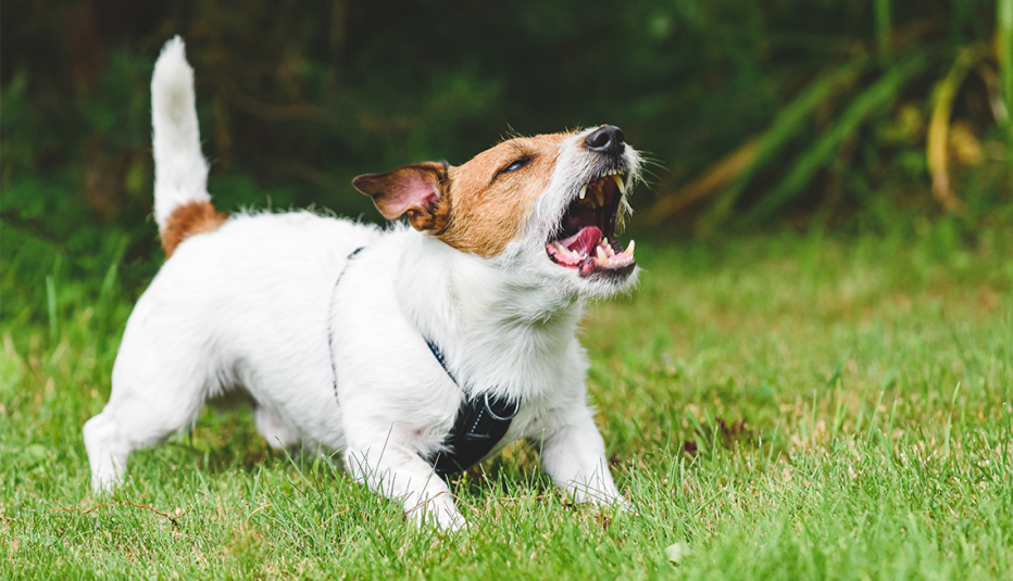 a dog in a yard barking a dog in a yard barking