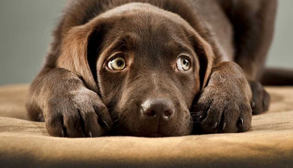 Sad dog covering it's ears 