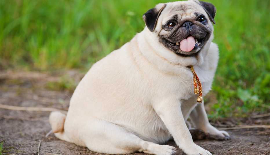 Little fat pug sitting on sidewalk in summer park