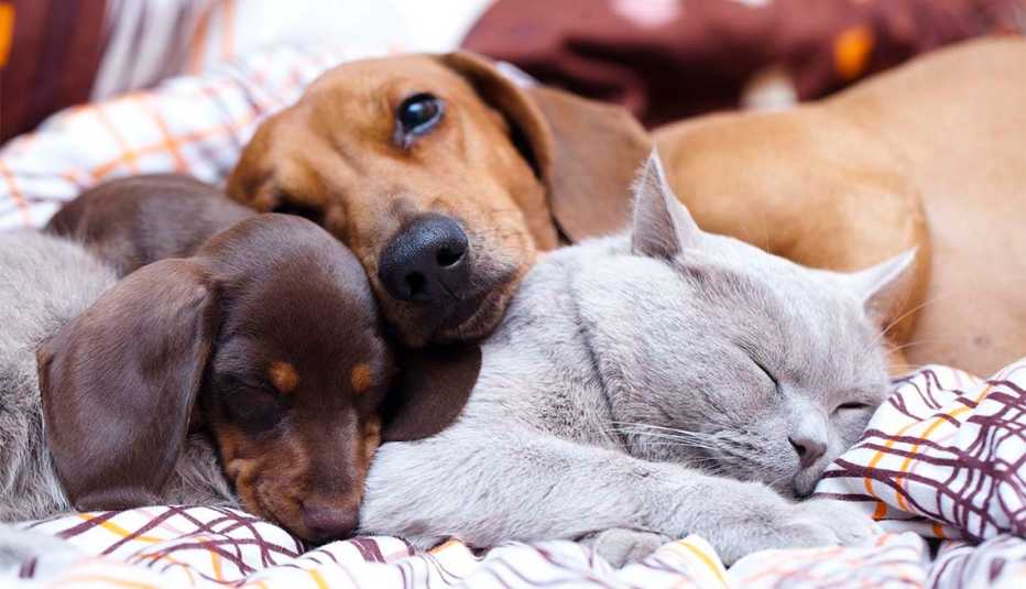 a cat and dogs sleep on the bed 