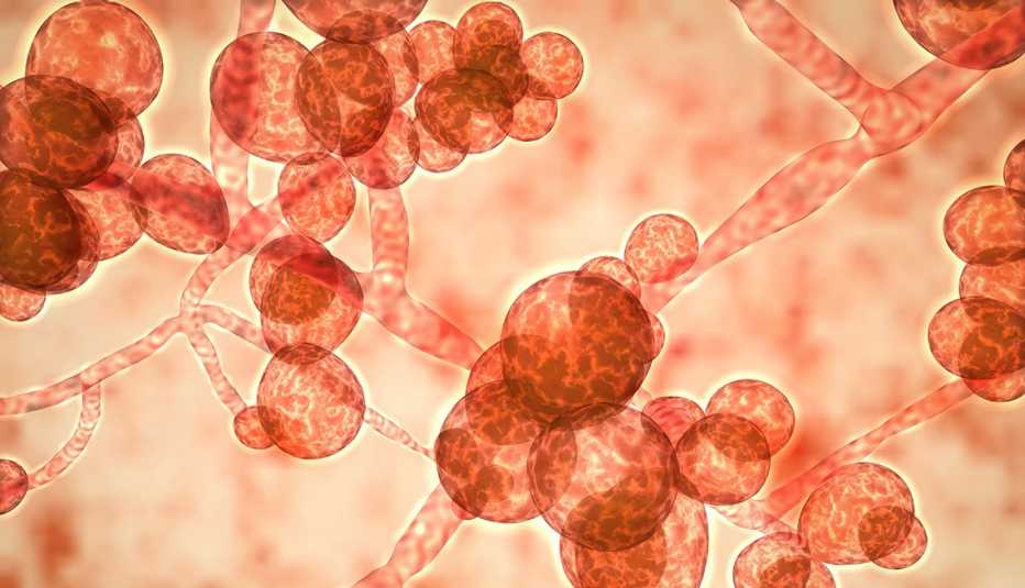 A computer illustration of the unicellular fungus (yeast) Candida auris