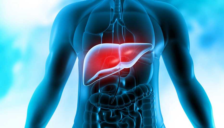 3d liver illustration