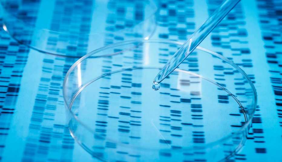 Sample is pipetted into a Petri dish over genetic results.