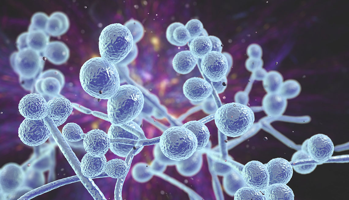 computer illustration of Candida fungi (yeast)