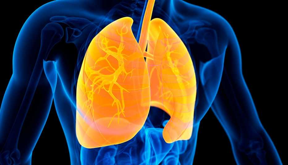 illustration of human body internal structure with the lungs highlighted in a different color