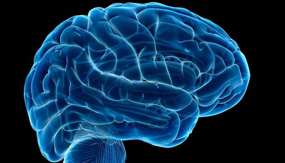 Human brain, computer illustration