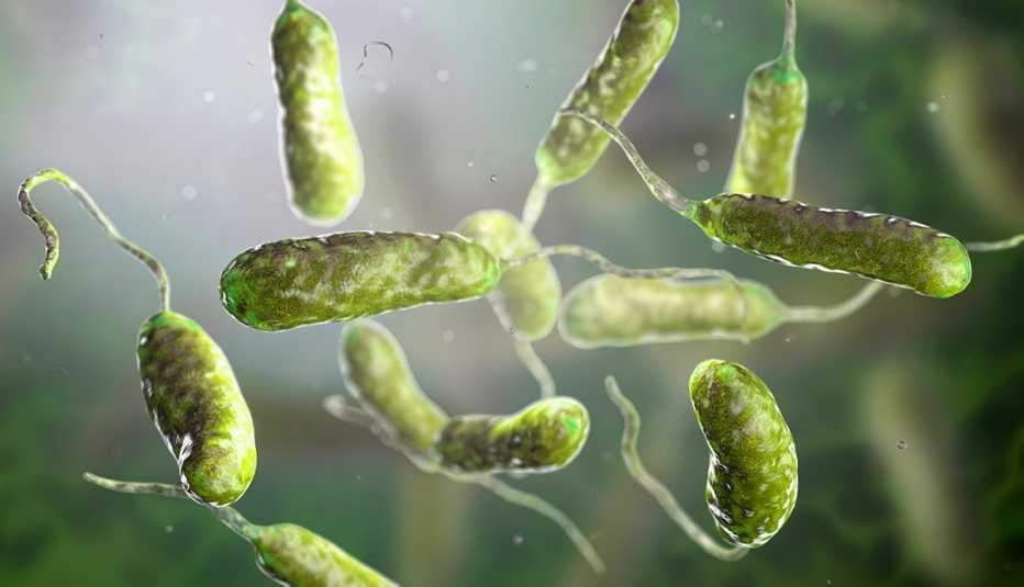 3D illustration of vibrio vulnificus bacterium the flesh-eating bacteria that led to eight deaths in FL, NY and CT in August 2023